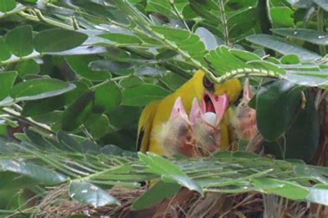 雛鳥 視頻|【視頻】母親節之際 黃鸝鳥育雛見母愛光輝 